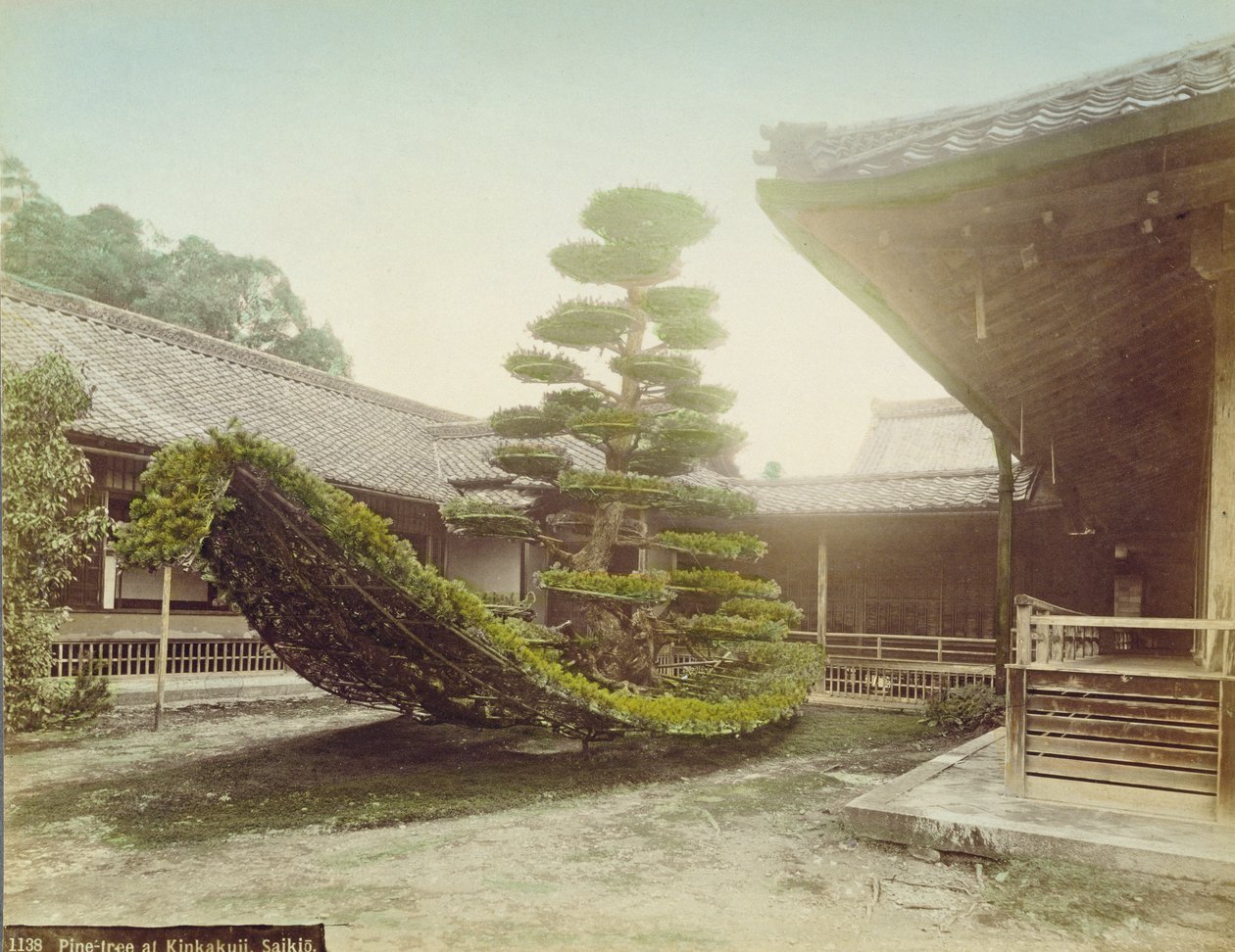 京都金閣寺の松の木、1905年頃（カラー写真）